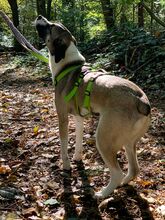MAILO, Hund, Mischlingshund in Bonn - Bild 13