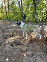 MAILO, Hund, Mischlingshund in Bonn - Bild 14