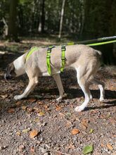 MAILO, Hund, Mischlingshund in Bonn - Bild 17