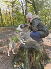 MAILO, Hund, Mischlingshund in Bonn - Bild 4