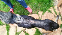 ELETTRA, Hund, Deutscher Schäferhund in Italien - Bild 5