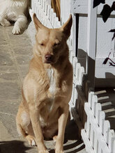 ELODIE, Hund, Mischlingshund in Italien - Bild 2