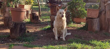 ELODIE, Hund, Mischlingshund in Italien - Bild 3