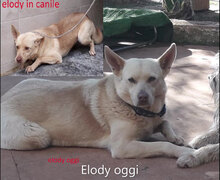 ELODIE, Hund, Mischlingshund in Italien - Bild 4