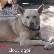 ELODIE, Hund, Mischlingshund in Italien - Bild 6
