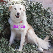 BIANCA, Hund, Mischlingshund in Italien - Bild 1