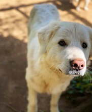 BELLA, Hund, Mischlingshund in Italien - Bild 3