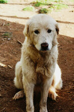 BELLA, Hund, Mischlingshund in Italien - Bild 5