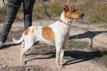 BOLI, Hund, Mischlingshund in Spanien - Bild 2