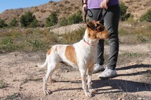 BOLI, Hund, Mischlingshund in Spanien - Bild 3