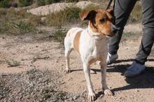 BOLI, Hund, Mischlingshund in Spanien - Bild 4