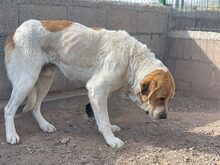 HERKULES, Hund, Mastin Español in Spanien - Bild 6