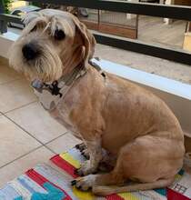 VITO, Hund, Mischlingshund in Griechenland - Bild 2