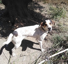 CAROL, Hund, Mischlingshund in Griechenland - Bild 3