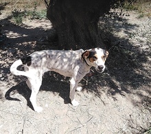CAROL, Hund, Mischlingshund in Griechenland - Bild 4