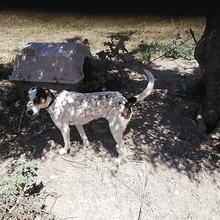 CAROL, Hund, Mischlingshund in Griechenland - Bild 5