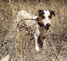 CAROL, Hund, Mischlingshund in Griechenland - Bild 8