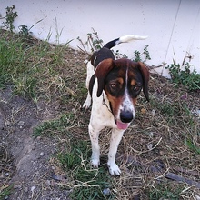 CARLA, Hund, Mischlingshund in Griechenland - Bild 1