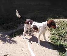 CARLA, Hund, Mischlingshund in Griechenland - Bild 2