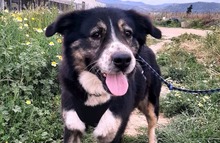 GILDA, Hund, Mischlingshund in Griechenland - Bild 1