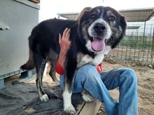 GILDA, Hund, Mischlingshund in Griechenland - Bild 3