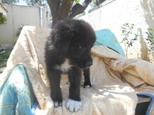 TAMARA, Hund, Mischlingshund in Griechenland - Bild 6