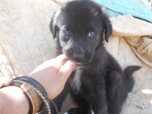 TAMARA, Hund, Mischlingshund in Griechenland - Bild 7
