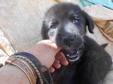TAMARA, Hund, Mischlingshund in Griechenland - Bild 8