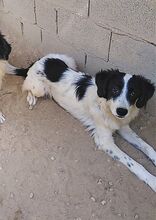 DEMMY, Hund, Mischlingshund in Griechenland - Bild 2