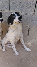 DEMMY, Hund, Mischlingshund in Griechenland - Bild 5