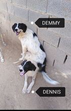 DEMMY, Hund, Mischlingshund in Griechenland - Bild 6