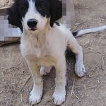 DEMMY, Hund, Mischlingshund in Griechenland - Bild 7