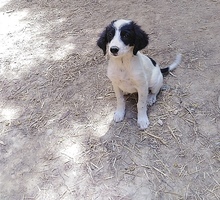 DEMMY, Hund, Mischlingshund in Griechenland - Bild 9