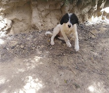 DENNIS, Hund, Mischlingshund in Ennigerloh - Bild 9