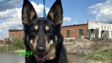 TUSJA, Hund, Mischlingshund in Russische Föderation - Bild 1