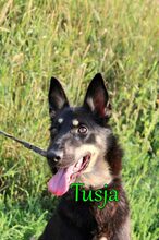 TUSJA, Hund, Mischlingshund in Russische Föderation - Bild 10