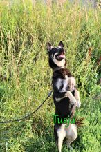 TUSJA, Hund, Mischlingshund in Russische Föderation - Bild 11