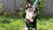 TUSJA, Hund, Mischlingshund in Russische Föderation - Bild 2