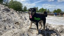 TUSJA, Hund, Mischlingshund in Russische Föderation - Bild 3