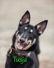 TUSJA, Hund, Mischlingshund in Russische Föderation - Bild 4
