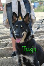 TUSJA, Hund, Mischlingshund in Russische Föderation - Bild 5