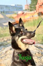 TUSJA, Hund, Mischlingshund in Russische Föderation - Bild 7