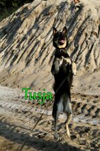 TUSJA, Hund, Mischlingshund in Russische Föderation - Bild 8