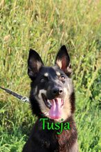 TUSJA, Hund, Mischlingshund in Russische Föderation - Bild 9
