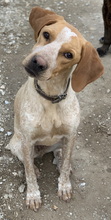 EMPORI, Hund, Mischlingshund in Griechenland - Bild 10