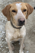 EMPORI, Hund, Mischlingshund in Griechenland - Bild 11