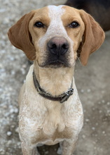 EMPORI, Hund, Mischlingshund in Griechenland - Bild 12