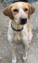 EMPORI, Hund, Mischlingshund in Griechenland - Bild 3