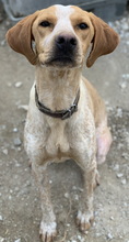 EMPORI, Hund, Mischlingshund in Griechenland - Bild 4