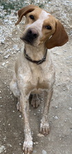 EMPORI, Hund, Mischlingshund in Griechenland - Bild 6